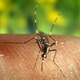 V Trstu prvi primer tropske čikungunje, ki jo širijo tigrasti komarji