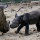V Indoneziji so se razveselili skotitve ogroženega sumatranskega nosoroga