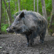 Celjane skrbijo obiski divjih svinj, lovci nemočni, saj gre za nelovno površino