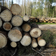 Slovenski državni gozdovi ob ugodnih razmerah na trgu lani presegli 90 milijonov evrov prihodkov