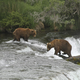 Na Aljaski okronali zmagovalca med "debelimi medvedi"