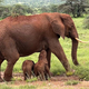 Redek dogodek: V Keniji slonica skotila dvojčici