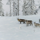 V petih letih na švedskih cestah vozila zbila več kot 10.000 severnih jelenov