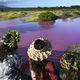 Ribnik na Havajih se je obarval v skrivnostno rožnato barvo