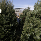 Najem božičnega drevesa - za tiste, ki jih ne mika ne plastično ne odrezano