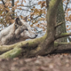 Na območju Ribnice našli dva ustreljena volkova