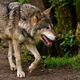 Nemški kmetje po seriji smrtonosnih napadov na živino: "Volk ne sodi sem"
