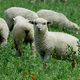 Upad ovčereje na Novi Zelandiji: na človeka prvič manj kot pet ovac