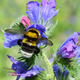 V triletnem monitoringu našli 239 različnih vrst čebel, tudi vrsto, ki je do zdaj tu še niso opazili