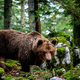 Rjavi medved je pomemben del biotske raznovrstnosti Slovenije, zato bo še izvajalo njegovo varstvo
