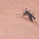 Razmere za komarje letos zelo ugodne, a uradnih ocen o velikosti populacije ni