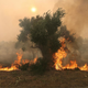 Med žrtvami požarov v Grčiji naj bi bili večinoma prebežniki