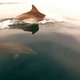 Delfini so stalni prebivalci slovenskega morja