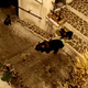 V Italiji ogorčenje zaradi uboja medvedke, ki sodi med ogrožene živalske vrste