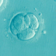 Znanstveniki vzgojili človeški zarodek brez sperme ali jajčec