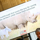 Umetna oploditev kot rešitev za severne bele nosoroge pred izumrtjem