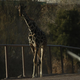 Žirafa Benito prispel v nov, lepši dom, kjer ne bo več živel sam