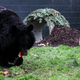Mesečev medved Yampil preživel vojno v Ukrajini, zdaj je dobil stalen dom na Škotskem