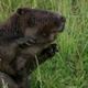 Zaradi bobrov nekateri zaskrbljeni glede usode najstarejše trte na svetu