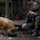 Ameriško-angleški film Pujsa z Nicolasom Cageem v glavni vlogi – petek, 16. 2., ob 20.55 na TV SLO 2