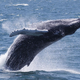 Znanstveniki razvozlali skrivnost pesmi vosatih kitov