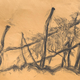 Narava v risbi Stojana Graufa, čigar opus je kot hoja z roko-v-roki z naravo