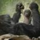 Tropu ogrožene vrste goril v Londonu se je pridružil še en mladiček