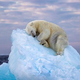 Srca ljudi osvojil severni medved, ki je zadremal na ledeni gori