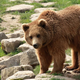 Na Trentinskem usmrtili medveda, ki naj bi bil nevaren za pohodnike