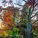 Poljsko "Srce vrta" okronano za evropsko drevo leta