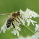 Na celjskem sejmišču 47. sejem čebelarstva ApiSlovenija (dopolnjeno)