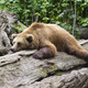 V Sloveniji še vedno nekaj medvedov živi v ujetništvu