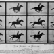 Rijksmuseum bo predstavil Muybridgea, pionirja, ki je "zamrznil" gibanje konja v galopu