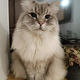 Izgubljena žival: ruska sibirska mačka (Kranj)