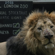 V londonskem živalskem vrtu so se razveselili treh ogroženih levjih mladičev