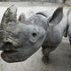 Na otoku Java opazili mladiča ogroženega nosoroga