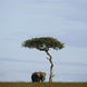 Zakaj si želita Bocvana in Namibija znebiti slonov?