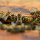 Deklica potožila o pošastih v omari – v njej je bilo več deset tisoč čebel