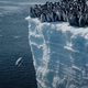 Mladiči cesarskih pingvinov v ocean skočili s 50-metrske ledene pečine