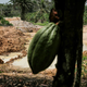 Suše in iskanje zlata ogrožajo pridelek kakava, zaradi česar grozijo višje cene čokolade