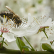 Kako navdušenje nad čebelami in čebelarstvom prenesti na mlajšo generacijo?