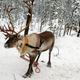 Severni jeleni na Laponskem niso le praznični simbol, ampak način življenja