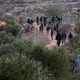 Maskirani in oboroženi izraelski naseljenci med obiranjem oljk napadli Palestince in tuje novinarje
