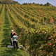 Zaživel največji digitalni zemljevid vinogradov in vinskih kleti na svetu