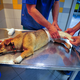 Stroka zavrača predlog novela zakona o veterinarstvu, ker pomeni tveganje javni veterinarski službi