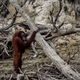 Poplave in plazovi na Sumatri prizadeli populacijo kritično ogroženega tapanulskega orangutana
