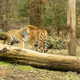 Končno znan spol mladičkov v ZOO Ljubljana: Tigrica Arisa je skotila trojico samičk