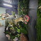 V Tropski hiši rjovijo dinozavri