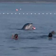 IGRIVI DELFIN V DALMACIJI: Priplaval med kopalce in jim "ukradel" žogo (VIDEO)