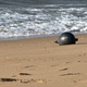 Avstralija preiskuje skrivnostne "vesoljske krogle", ki jih je naplavilo na plažo